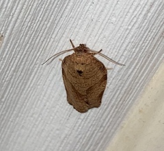 Choristoneura