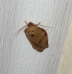 Choristoneura