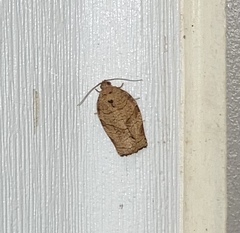 Choristoneura
