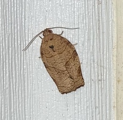 Choristoneura