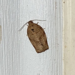 Choristoneura