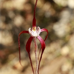 Caladenia chapmanii
