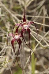 Caladenia chapmanii