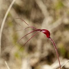 Caladenia chapmanii