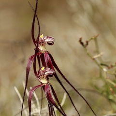 Caladenia chapmanii