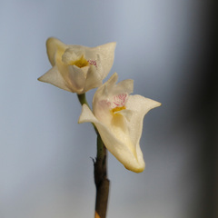 Dendrobium angulatum