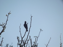 Cinnyris fuscus fuscus