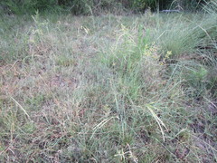 Urochloa polystachya