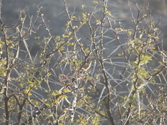 Cinnyris fuscus fuscus