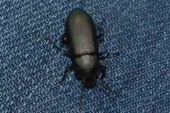 Centronopus opacus