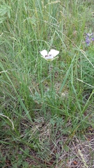 Calochortus ambiguus
