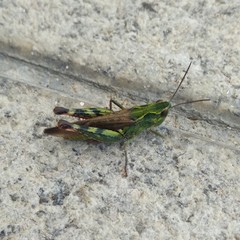 Chorthippus binotatus