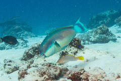 Chlorurus microrhinos