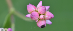 Persicaria thunbergii
