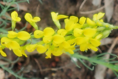 Image of Lebeckia gracilis by no rights reserved