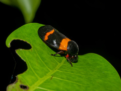 Cosmoscarta abdominalis
