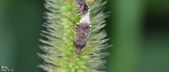 Rhopalus sapporensis