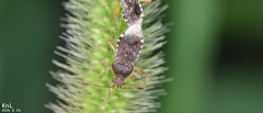 Rhopalus sapporensis