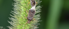 Rhopalus sapporensis