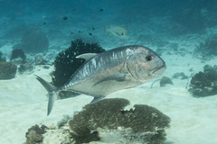 Caranx ignobilis
