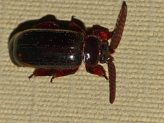 Cerapterus