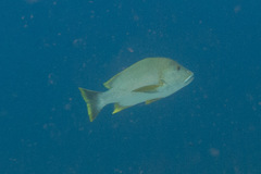 Lutjanus rivulatus