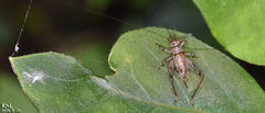 Svistella bifasciata