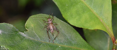 Svistella bifasciata