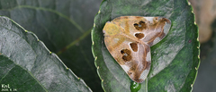 Ricania speculum