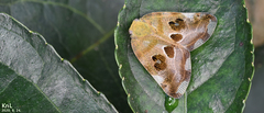 Ricania speculum
