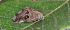 Ricania speculum