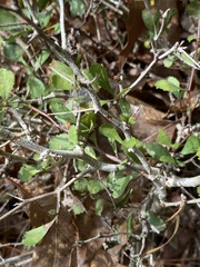 Crataegus munda
