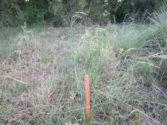 Urochloa polystachya
