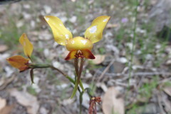 Diuris brumalis