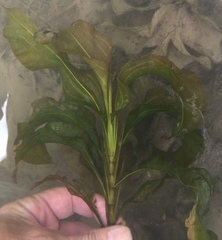 Potamogeton amplifolius