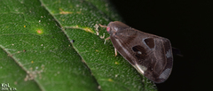 Ricania speculum