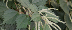 Urtica thunbergiana