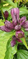 Gentiana pannonica