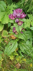 Gentiana pannonica