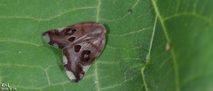 Ricania speculum