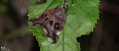 Ricania speculum