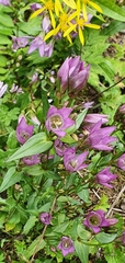 Gentianeae