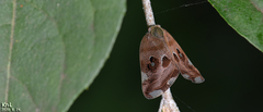 Ricania speculum