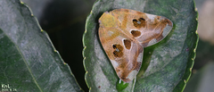 Ricania speculum