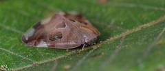 Ricania speculum