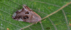 Ricania speculum