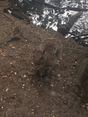 Sciurus carolinensis