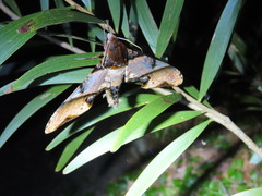 Amplypterus panopus