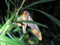 Amplypterus panopus