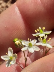 Pharnaceum dichotomum